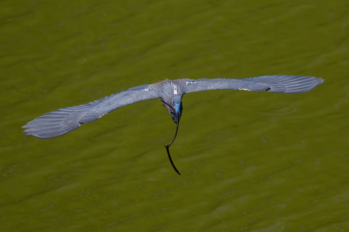 DPPhotography - Texas - Tricolored heron - T.jpg - Tricolored heron - Smith Oaks, High Island, Texas