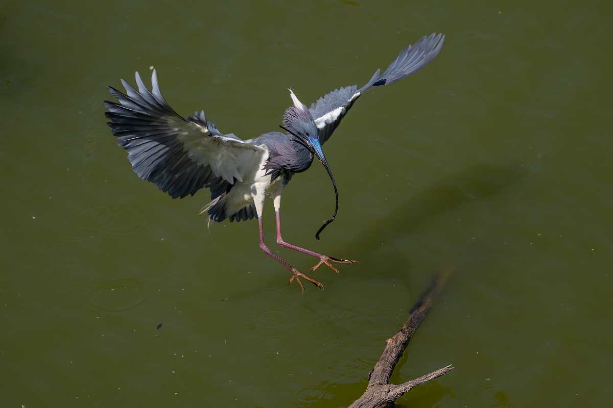 DPPhotography - Texas - Tricolored heron - U.jpg - Tricolored heron - Smith Oaks, High Island, Texas