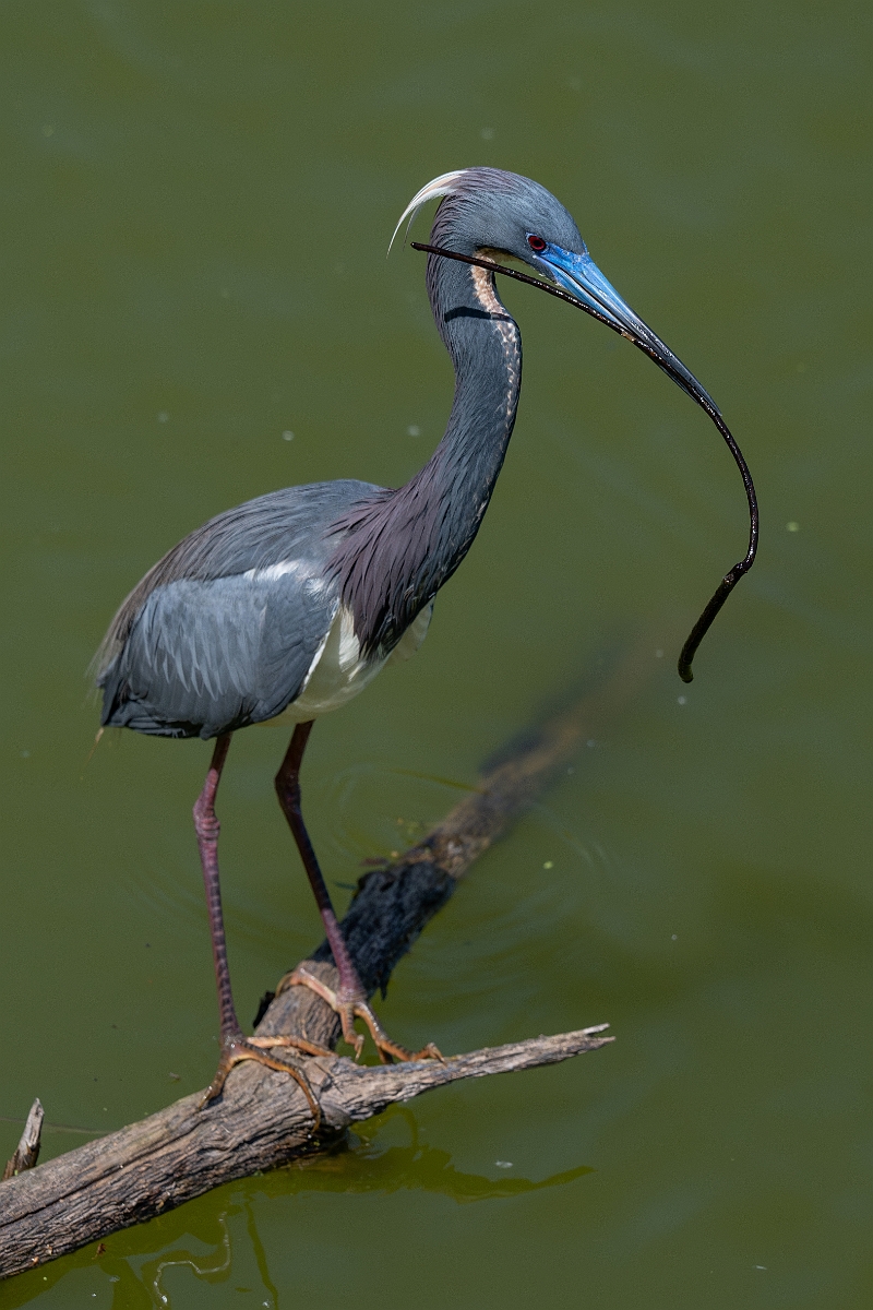 DPPhotography - Texas - Tricolored heron - W.jpg - Tricolored heron - Smith Oaks, High Island, Texas