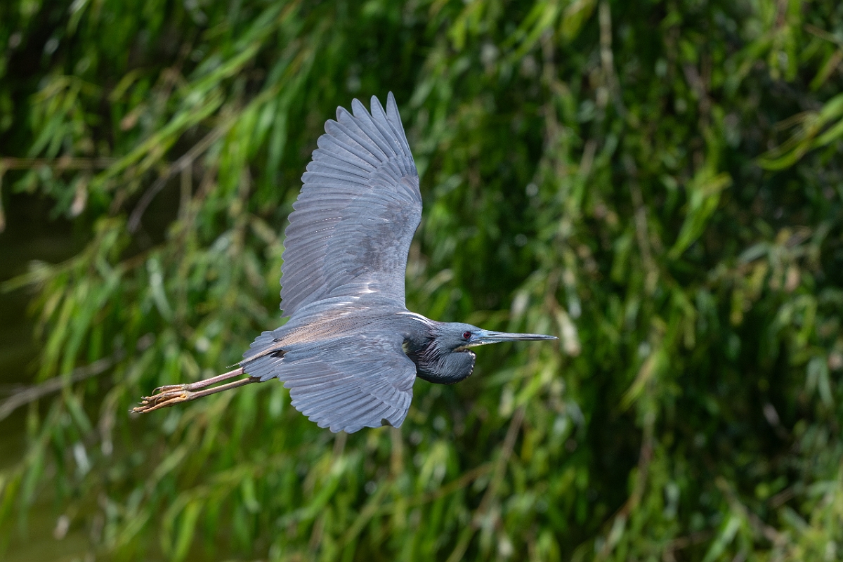 DPPhotography - Texas - Tricolored heron - X.jpg - Tricolored heron - Smith Oaks, High Island, Texas