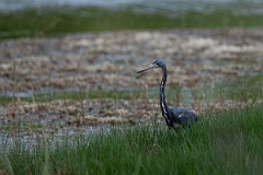 DPPhotography - Texas - Tricolored heron - B