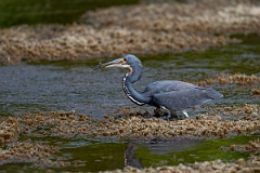DPPhotography - Texas - Tricolored heron - D