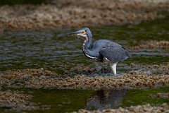 DPPhotography - Texas - Tricolored heron - E