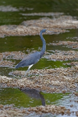 DPPhotography - Texas - Tricolored heron - G