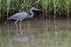 DPPhotography - Texas - Tricolored heron - I