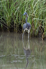 DPPhotography - Texas - Tricolored heron - J