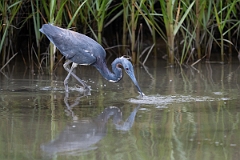 DPPhotography - Texas - Tricolored heron - K
