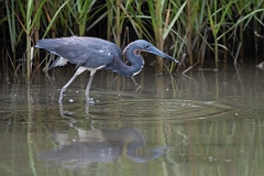 DPPhotography - Texas - Tricolored heron - L