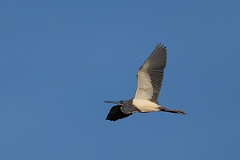 DPPhotography - Texas - Tricolored heron - N