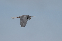 DPPhotography - Texas - Tricolored heron - Q