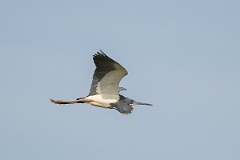 DPPhotography - Texas - Tricolored heron - R