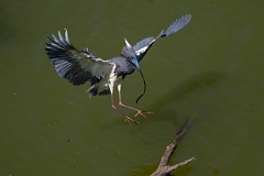 DPPhotography - Texas - Tricolored heron - U