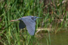 DPPhotography - Texas - Tricolored heron - Y