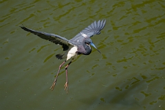 DPPhotography - Texas - Tricolored heron - Z