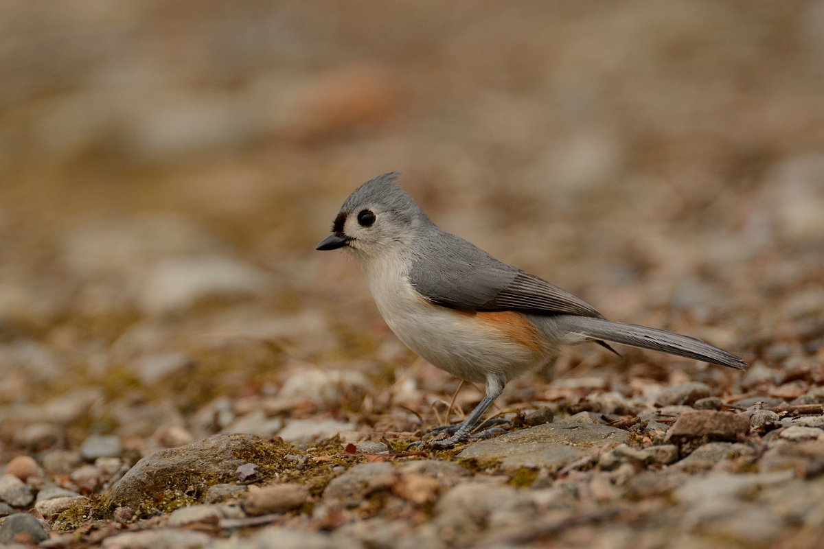 David Plant Photography - Wildlife Photography - Tufted titmouse - A.jpg - Tufted titmouse - Ipswich River WR, MA