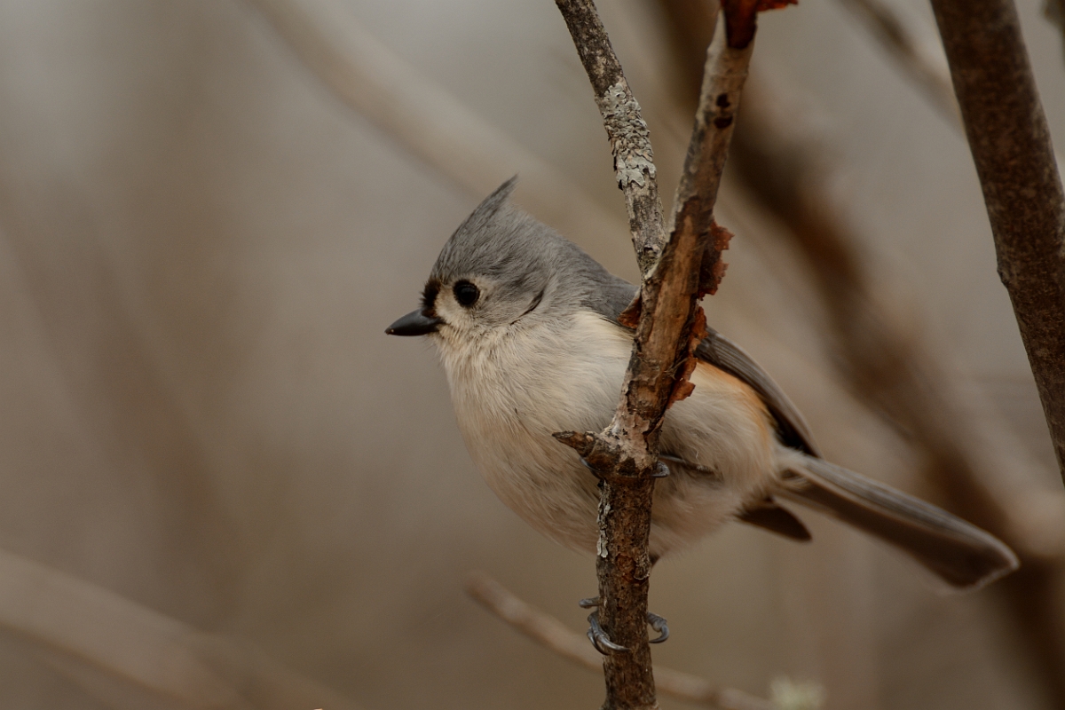 David Plant Photography - Wildlife Photography - Tufted titmouse - D.jpg - Tufted titmouse - Ipswich River WR, MA