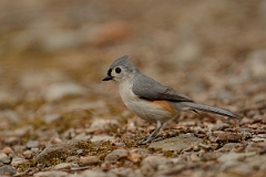David Plant Photography - Wildlife Photography - Tufted titmouse - A