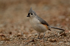 David Plant Photography - Wildlife Photography - Tufted titmouse - C