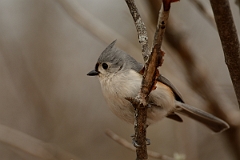 David Plant Photography - Wildlife Photography - Tufted titmouse - D