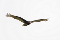 DPPhotography - Texas - Turkey vulture - A