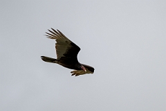 DPPhotography - Texas - Turkey vulture - B