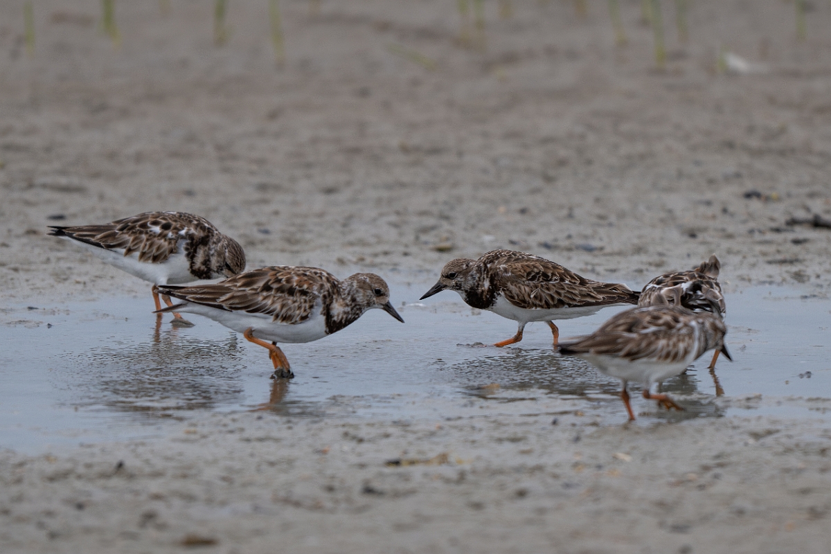 DPPhotography - Texas - Turnstone - C.jpg - Turnstone - Redfish Bay Causeway, Texas