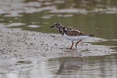 DPPhotography - Texas - Turnstone - B