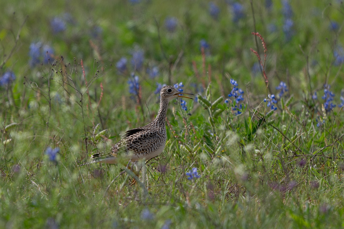 DPPhotography - Texas - Upland sandpiper - B.jpg - Upland sandpiper - Attwater NWR, Texas