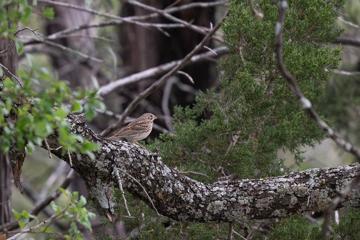 DPPhotography - Texas - Vesper sparrow - A.jpg - Vesper sparrow - Edward's Plateau, Texas