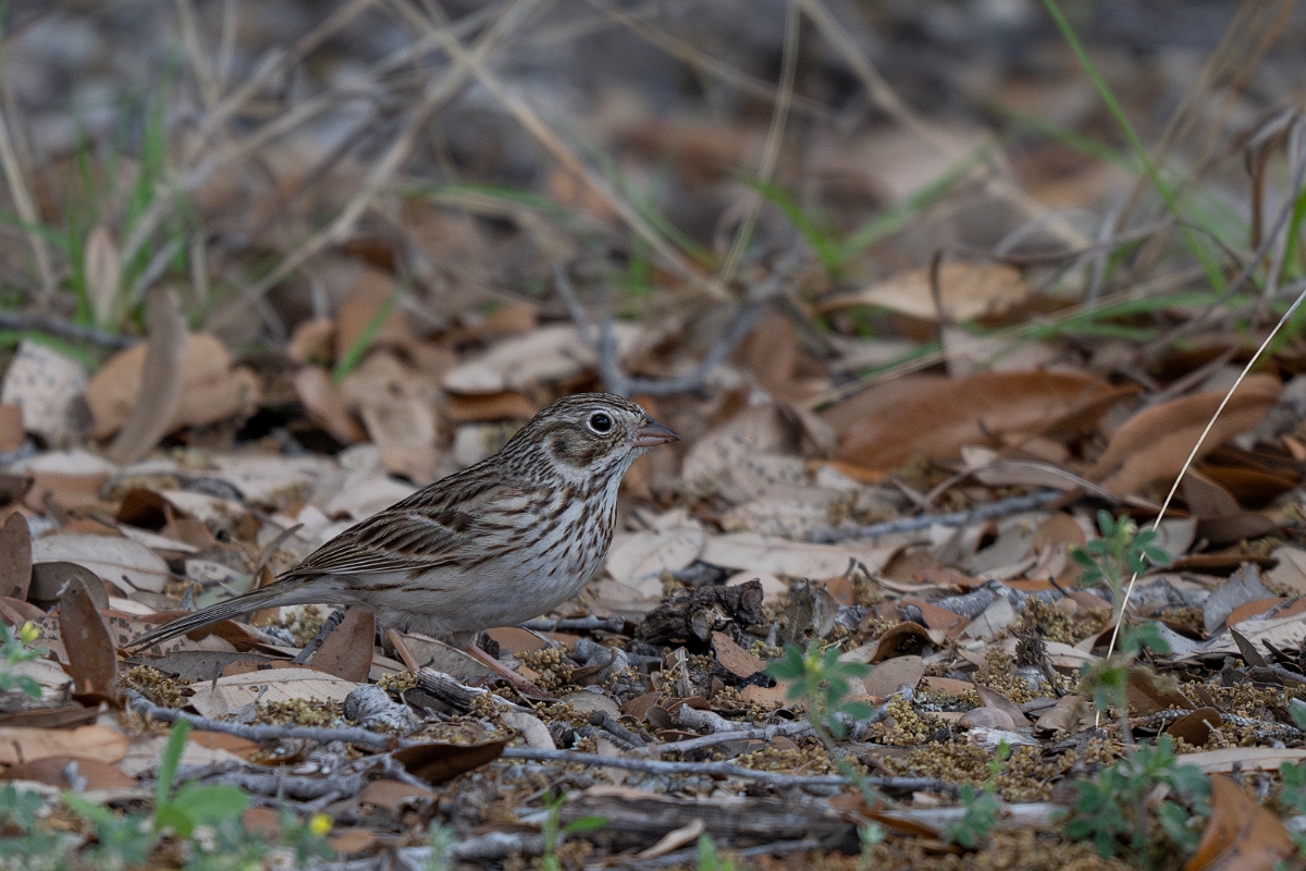 DPPhotography - Texas - Vesper sparrow - B.jpg - Vesper sparrow - Edward's Plateau, Texas