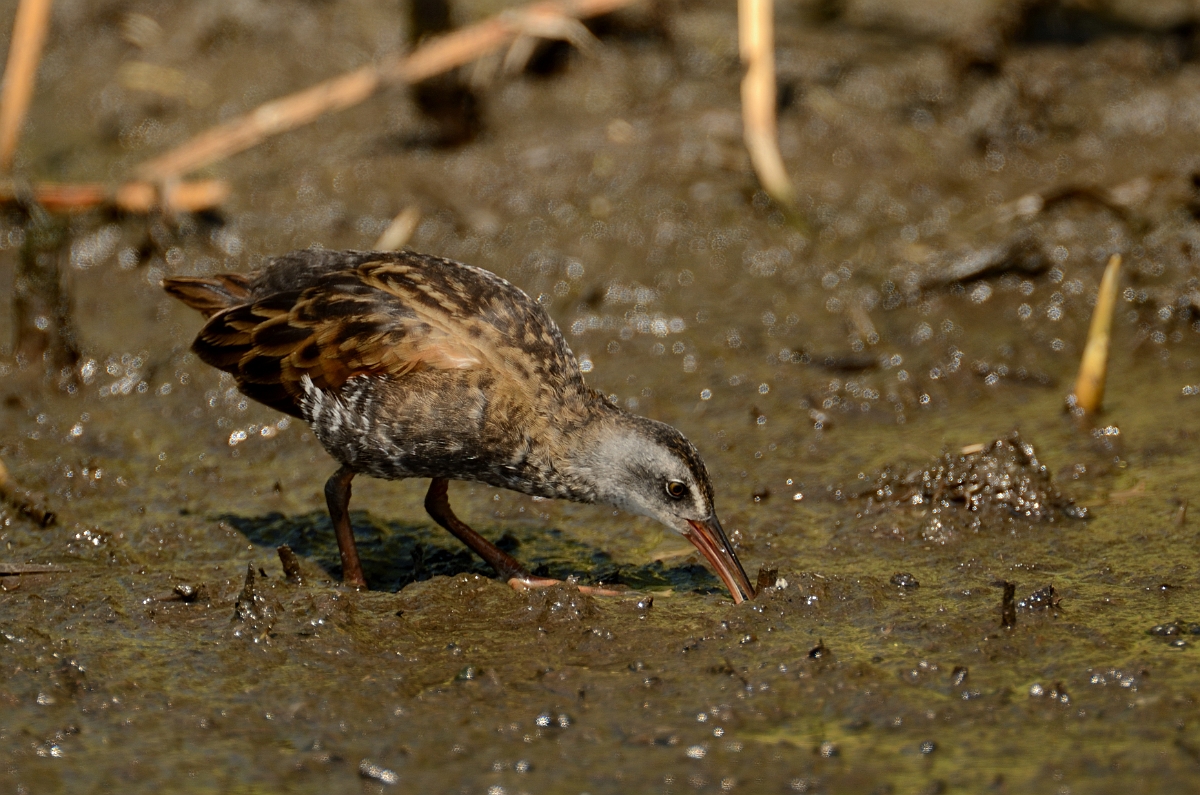 David Plant Photography - Wildlife Photography - Virginia rail - A.jpg - Virginia rail feeding - Plum Island, MA