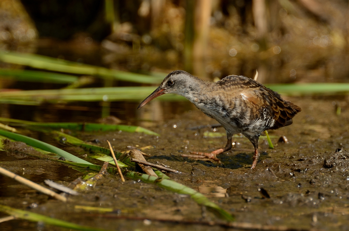 David Plant Photography - Wildlife Photography - Virginia rail - D.jpg - Virginia rail - Plum Island, MA