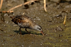 David Plant Photography - Wildlife Photography - Virginia rail - A