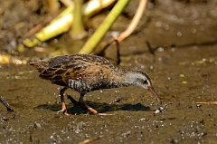 David Plant Photography - Wildlife Photography - Virginia rail - C