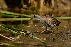 David Plant Photography - Wildlife Photography - Virginia rail - D