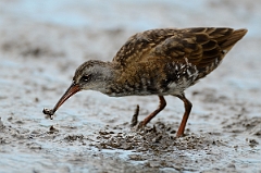 David Plant Photography - Wildlife Photography - Virginia rail - F