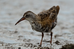 David Plant Photography - Wildlife Photography - Virginia rail - G