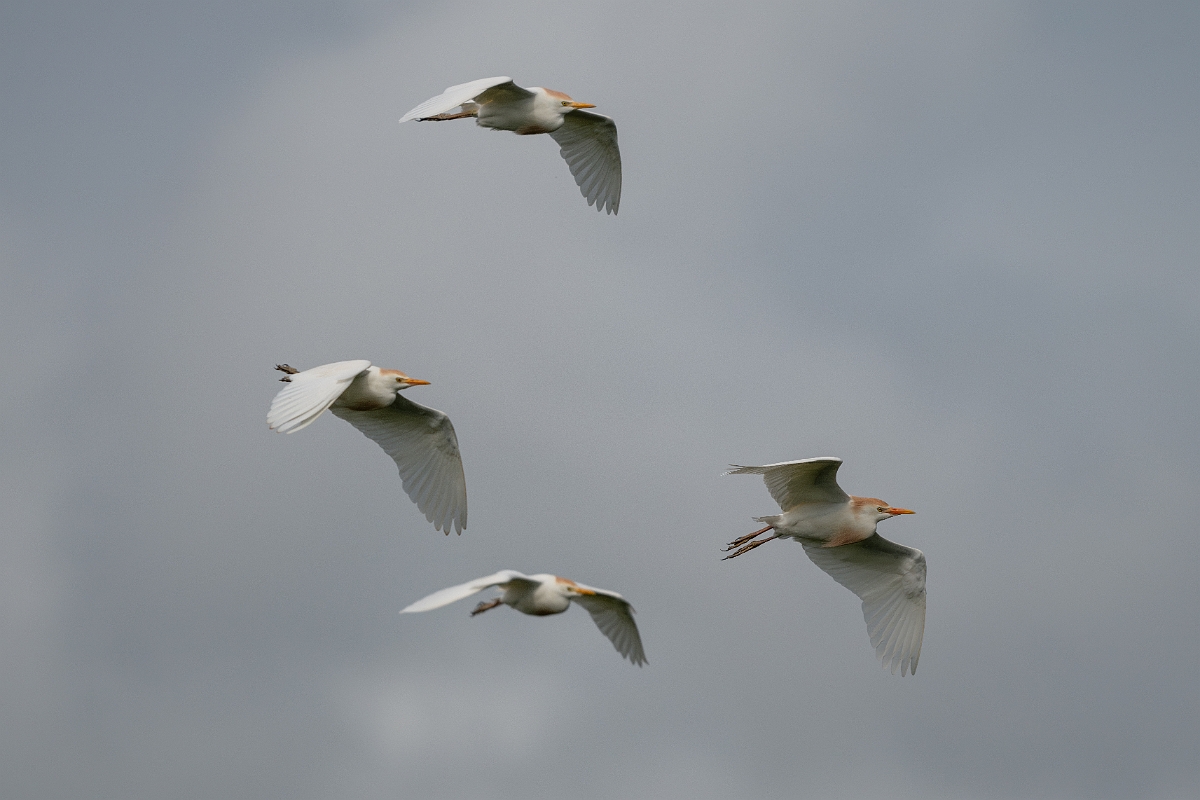 DPPhotography - Texas - Western cattle egret - A.jpg - Western cattle egret - Smith Oaks, High Island, Texas
