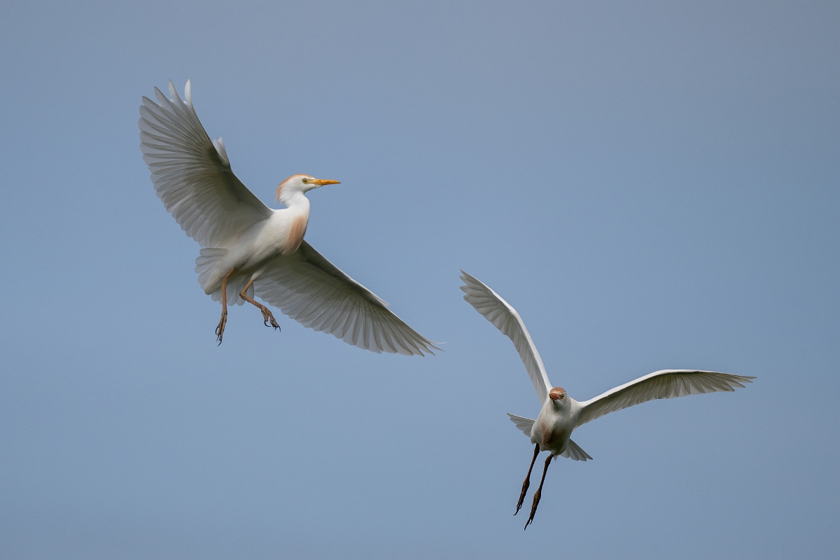 DPPhotography - Texas - Western cattle egret - C.jpg - Western cattle egret - Smith Oaks, High Island, Texas