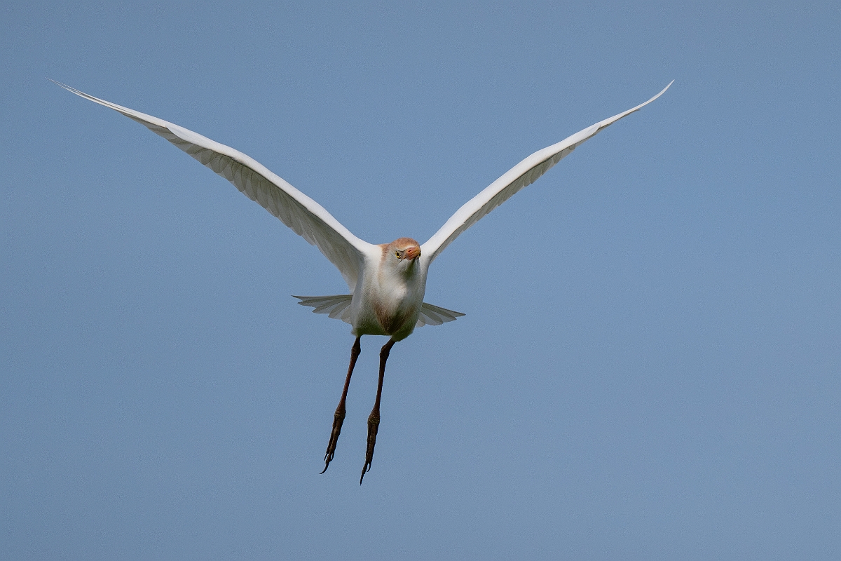DPPhotography - Texas - Western cattle egret - D.jpg - Western cattle egret - Smith Oaks, High Island, Texas
