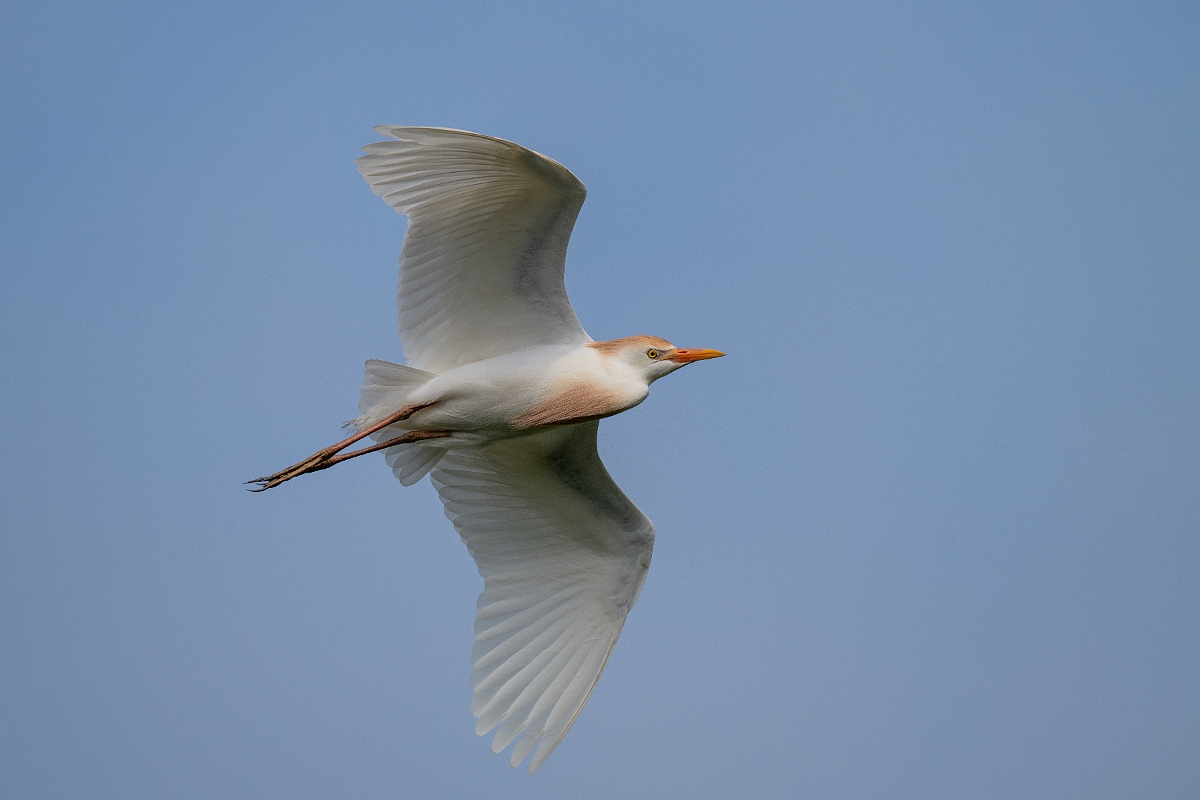 DPPhotography - Texas - Western cattle egret - E.jpg - Western cattle egret - Smith Oaks, High Island, Texas