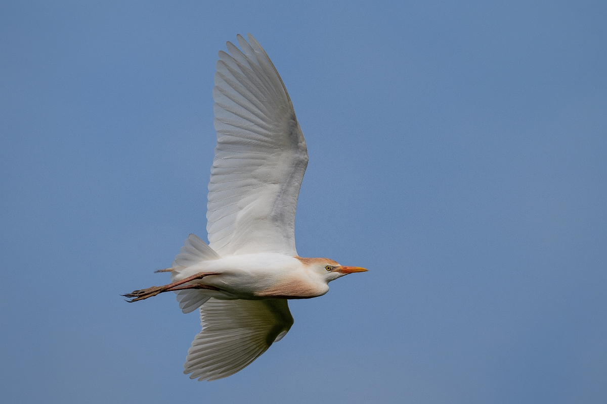 DPPhotography - Texas - Western cattle egret - F.jpg - Western cattle egret - Smith Oaks, High Island, Texas