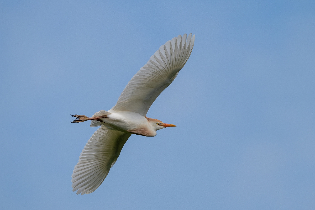 DPPhotography - Texas - Western cattle egret - G.jpg - Western cattle egret - Smith Oaks, High Island, Texas