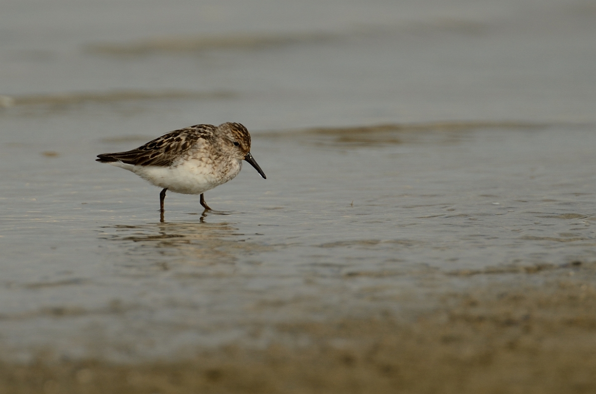 David Plant Photography - Wildlife Photography - Western sandpiper - A.jpg - Western sandpiper - Plum Island, MA