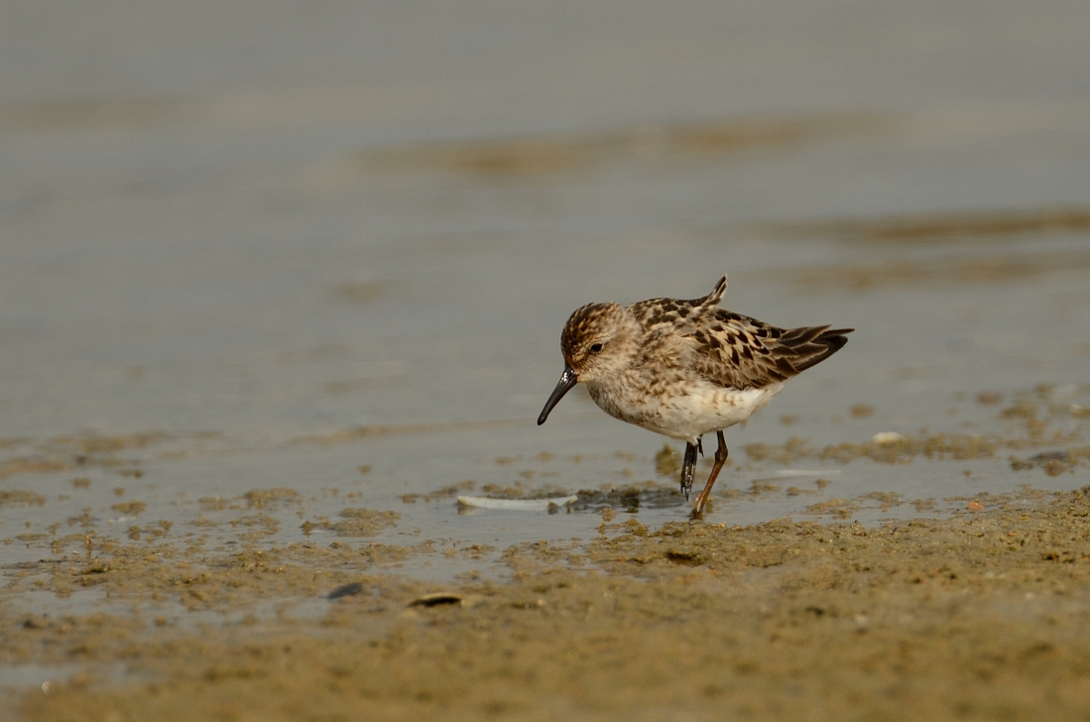 David Plant Photography - Wildlife Photography - Western sandpiper - B.jpg - Western sandpiper - Plum Island, MA