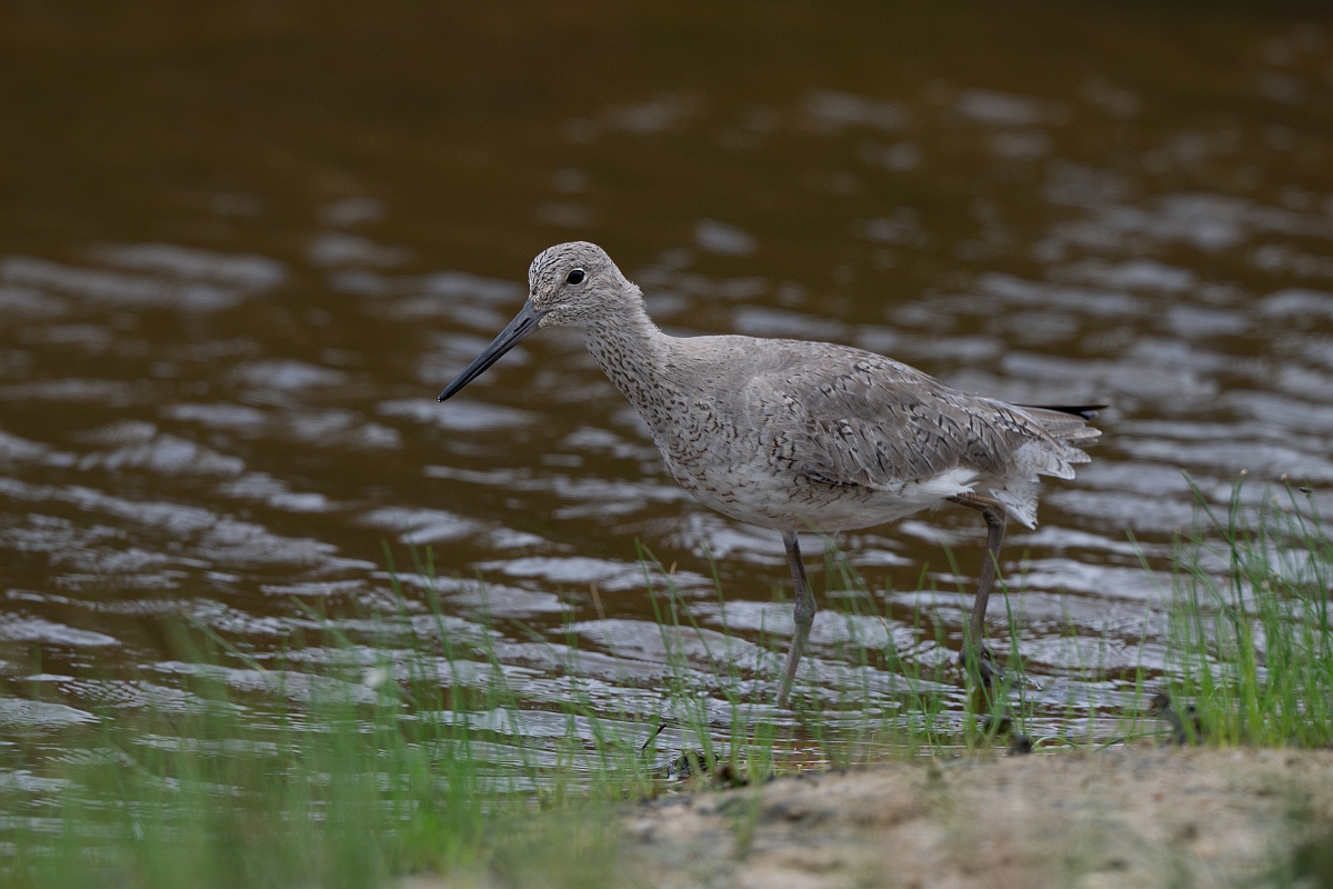 DPPhotography - Texas - Willet - A.jpg - Western willet - Bolivar Flats, Bolivar Peninsula, Texas