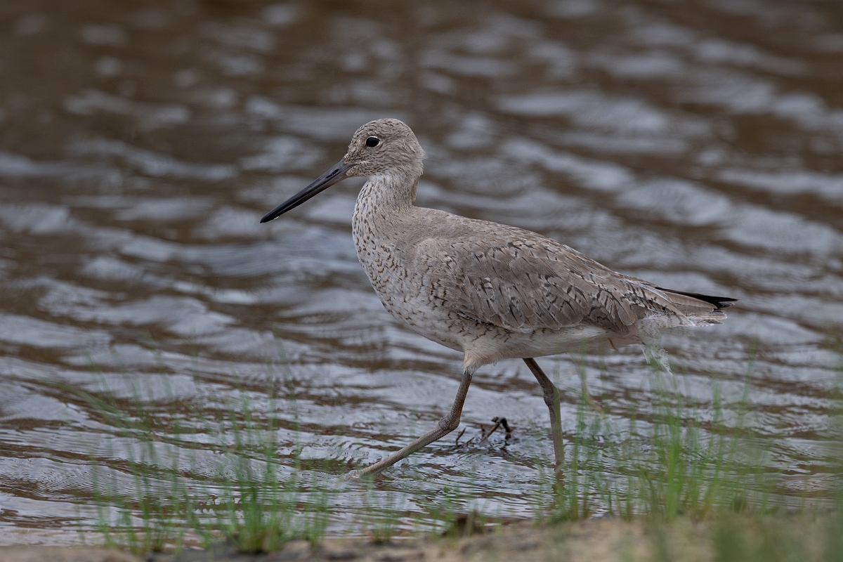 DPPhotography - Texas - Willet - B.jpg - Western willet - Bolivar Flats, Bolivar Peninsula, Texas