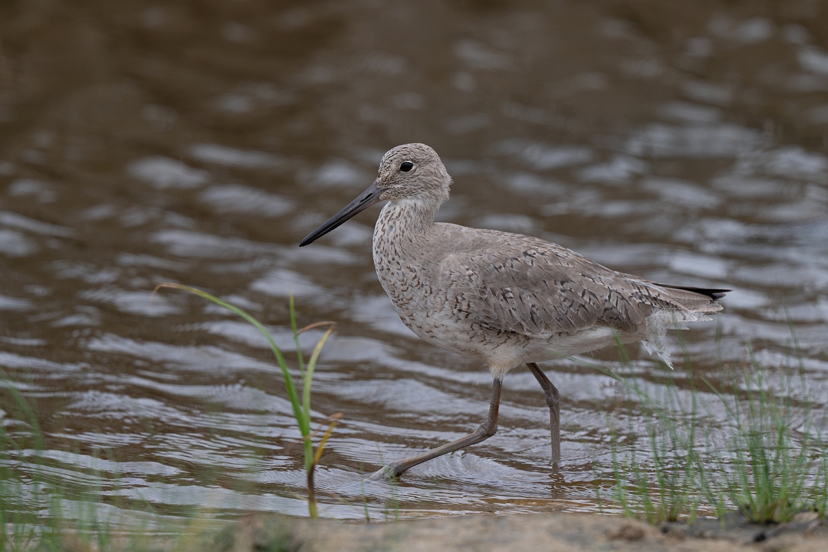 DPPhotography - Texas - Willet - C.jpg - Western willet - Bolivar Flats, Bolivar Peninsula, Texas