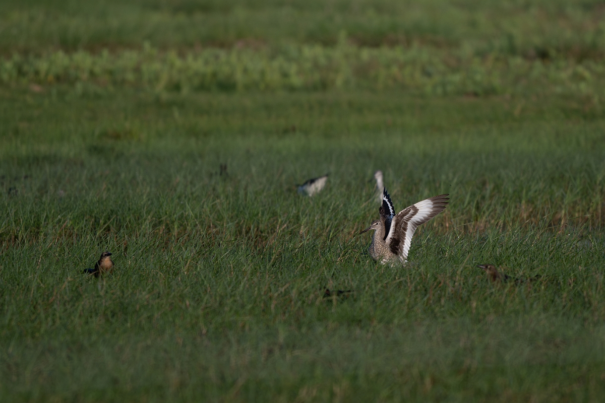 DPPhotography - Texas - Willet - D.jpg - Western willet - Goose Island, Texas