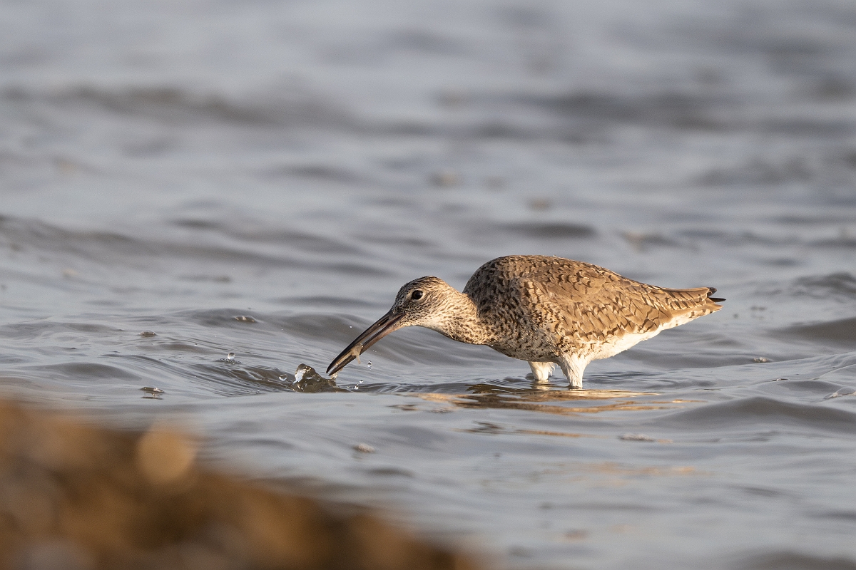 DPPhotography - Texas - Willet - E.jpg - Western willet - Goose Island, Texas
